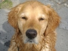 Golder Retriever - Petsitter Wien