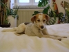 Hundeservice Wien Stieglecker - Parson Russell Terrier