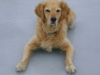 Dogsitter Stieglecker - Golden Retriever Hunderasse