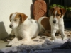 Canis Lupus Familiaris - Terrier Haushund - Hunde Service Stieglecker Wien Österreich
