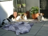 Hunde Gruppe - Terrier Gruppe - Hunde Gruppen Betreuung Stieglecker Wien Österreich