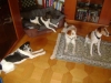 Wohnungshunde - Indoor Dogs - Wohnungshunde Betreuung Stieglecker Wien Österreich