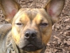 Hunde Gesicht - Dog Face - Vien Hundesitting Stieglecker Österreich