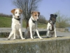 Drei Stehende Hunde - Drei stehende Terrier - Outdoor Dogsitter Gruppenbetreuung Stieglecker Wien Österreich