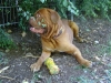 Katzenbetreuung Wien -  Dogue de Bordeaux