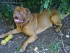 Katzenbetreuung Wien -  Dogue de Bordeaux