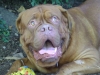 Katzenbetreuung Wien -  Dogue de Bordeaux