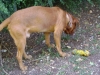 Katzenbetreuung Wien -  Dogue de Bordeaux