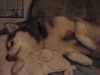 Eskimo Dog Maruk beim Einschlafen - Katzenbetreuung Wien