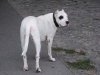 Dogo Argentino Männchen/Deissen - Katzenbetreuung Wien