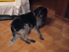 Irish Wolfhound Mix Lilly - Katzenbetreuung Wien