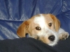 Jack Russell Parson Terrier / Herkunftsland England - Katzenbetreuung Wien