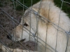 Der Timberwolf -auch Amerikanischer Grauwolf Timberwolf oder wissenschaftlicher Name: Canis lupus lycaon - Katzenbetreuung Wien