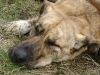 Kangal Männchen Pascha nach dem Spaziergang - Katzen Betreuung Wien