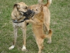 Kangal Rüde und Terrier Mix Rüde bei der Begrüssung - Katzen Betreuung Wien