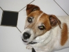 Jack Russel Terrier Junior ist nicht schuldig - Katzenbetreuung Wien