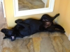 Schwarzes Labrador Retriever Weibchen Hestia- Katzenbetreuung Wien