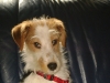 Parson Jack Russel Terrier Mischa - Katzenbetreuung Wien