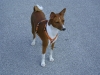 Basenji (Congo Dog) rot Weibchen Mira - Katzenbetreuung Wien