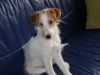 Parson Russell Terrier Mischa - Katzenbetreuung Wien