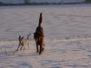 Terrier und Setter freuen sich im Schnee - Katzenbetreuung Wien