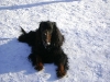 Gordon Setter Rüde Artos - Katzenbetreuung Wien