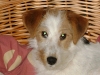 Parson Russell Terrier Mischa die Treue - Katzenbetreuung Wien