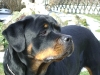 Rottweiler Gexi beim Nachdenken - Katzenbetreuung Wien