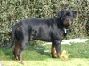 Rottweiler Dame Gexi die Stolze - Katzenbetreuung Wien