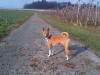 www.HUNDEBETREUUNG.at - Hundebetreuung Wien / Basenji   