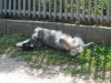 Sibirian Husky Rüde Samy beim Auslüften - Katzenbetreuung Wien