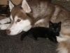 Siberian Husky Maruk und Katzenbaby Naomi