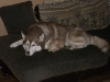 Siberian Husky Maruk und Katzenbaby Sam