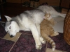 Siberian Husky Weibchen Luna und Katzenbaby Sam