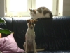 Katzen und Hundesitter Stieglecker - EKH Katze, Parson Russell Terrier