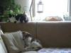 Pets - Animal Sitter Stieglecker Vienna Austria