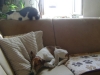 Cat Dog - Indoor Cat Dog Picture Stieglecker Vienna Austria