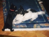 Katzenbaby Nela und Terriermischling Winni