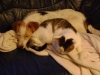 Kater Neo und Terrier Weibchen Mischa