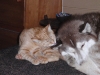 Katzenbaby Sam und Husky Weibchen Luna- Ohrenreinigung