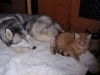 Hauskatze Kater Sam und Siberian Husky Weibchen Luna beim Aufwärmen