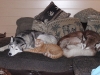 Husky Maruk, Kater Sam und Husky Luna das Drio