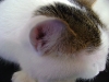 Katzenbetreuung Wien / Ohr der Katze - Durch die spezielle Form und die Beweglichkeit kann eine Katze ganz genau die Richtung der Geräusche bestimmen.