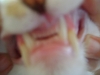 Katzenbetreuung Wien / Katzengebiss - Das Katzengebiss besteht aus 30 Zähnen: 12 Schneidezähnen, 4 Reißzähnen und 14 Backenzähnen, wobei oben 8 und unten 6 Backenzähne vorhanden sind.