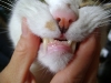 Katzenbetreuung Wien / Katzen Gebiss - Durch die besonderen Formen und Stellungen der Zähne stellt das Katzen-Gebiss ein überaus wichtiges und vielseitiges Werkzeug dar.