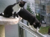 Katzenbetreuung Wien - Junge Katzen / Die tastempfindlichen Schnurrhaare werden in der Fachsprache auch als Vibrissen bezeichnet.