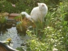 Weisse Hauskatze am Gartenteich - Katzen Tagesbetreuung Stieglecker Wien