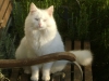 White Felidae - Betreuungshilfe für Hauskatzen Stieglecker Wien