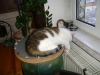 Schlafende Katze - Vor Ort Katzen Indoorsitting Stieglecker Wien Österreich