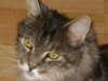 Maine Coon Katze - Wer sich am äußeren Erscheinungsbild einer Maine Coon orientiert, glaubt schnell, es mit einer Wildkatze zu tun zu haben und erlebt eine Überraschung